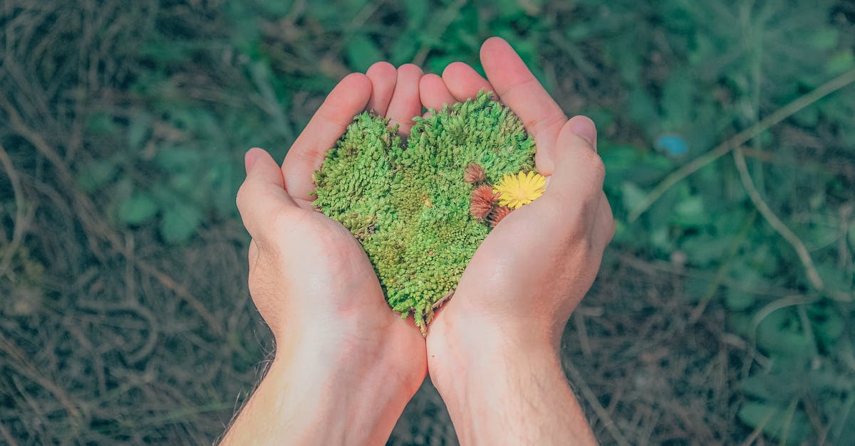 découvrez l'importance de la durabilité et comment adopter des pratiques éco-responsables dans votre quotidien pour préserver notre planète. engagez-vous pour un avenir durable!
