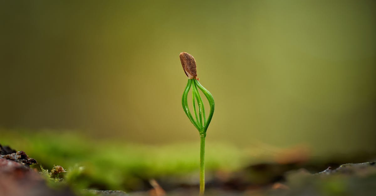 découvrez l'importance de la gouvernance environnementale dans la protection de notre planète. explorez les stratégies et les pratiques qui visent à promouvoir un développement durable et à gérer les ressources naturelles de manière responsable.