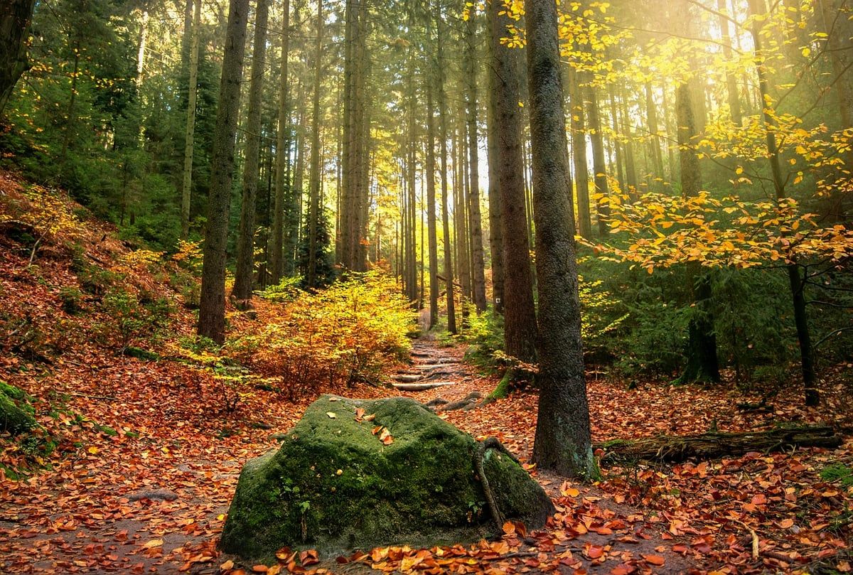 Vers un engagement fort pour la protection de notre environnement