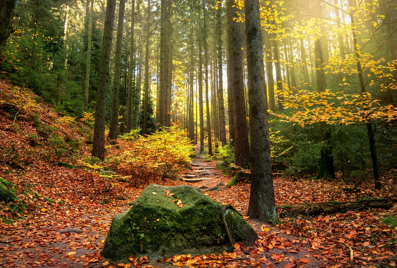 Vers un engagement fort pour la protection de notre environnement
