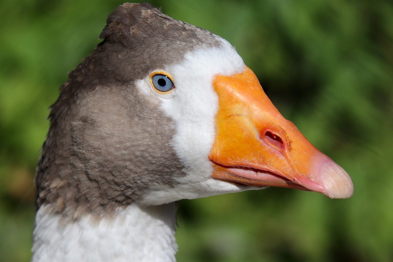 Grenoble : le Jardin de Ville s’engage pour les animaux en leur donnant une voix