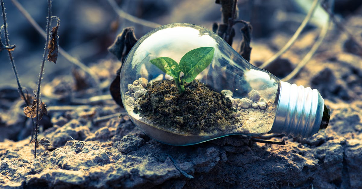 Juridiction écologique : vers un avenir durable et respectueux de la nature