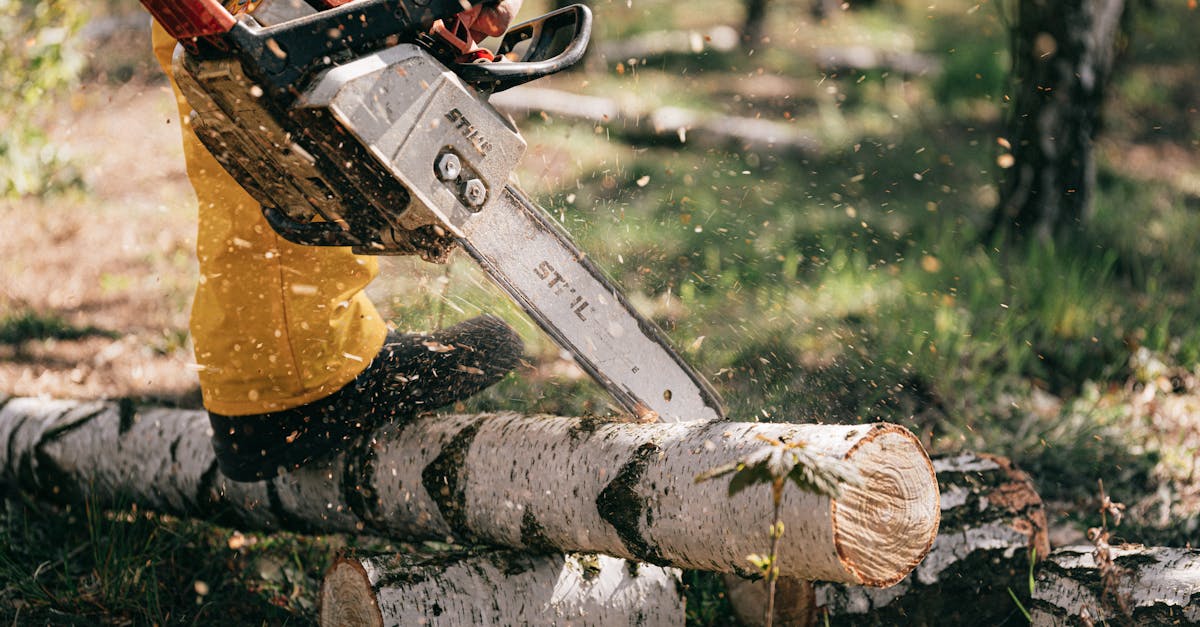 Lutte contre la déforestation : des solutions innovantes à découvrir