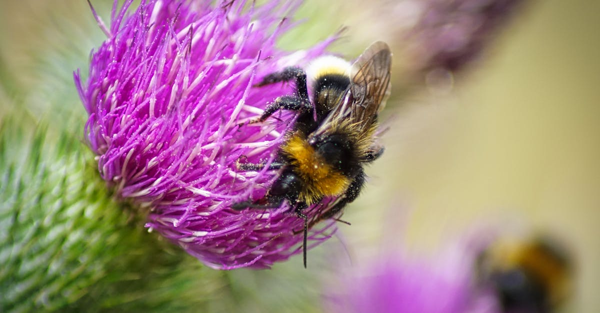 Pesticides écologiques : une solution durable pour nos cultures
