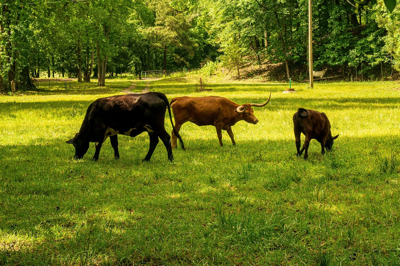 découvrez tout ce que vous devez savoir sur l'empreinte carbone, son impact sur l'environnement et comment réduire votre contribution à ce phénomène. apprenez des stratégies pratiques pour adopter un mode de vie plus durable et limiter votre empreinte écologique.