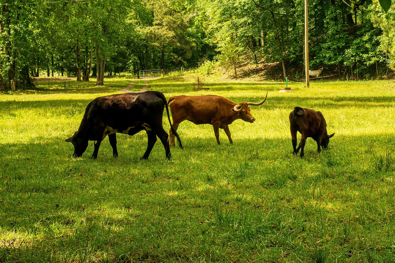 découvrez l'empreinte carbone, un indicateur clé de l'impact environnemental de nos activités. apprenez comment mesurer et réduire votre empreinte pour contribuer à un avenir durable. explorez des conseils pratiques et des solutions écologiques adaptées à votre quotidien.