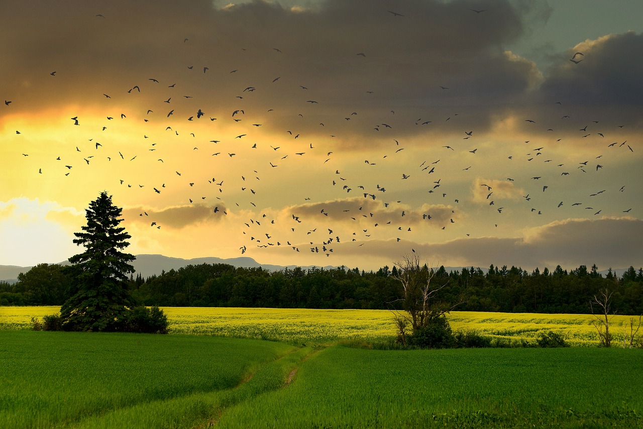 découvrez l'importance de la biodiversité pour notre planète. apprenez comment la diversité des espèces soutient les écosystèmes et contribue à la santé de la terre. explorez les actions pour protéger les habitats naturels et préserver la vie sous toutes ses formes.