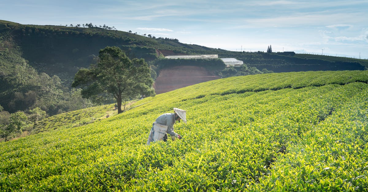 Agriculture durable : les clés pour une planète en meilleure santé