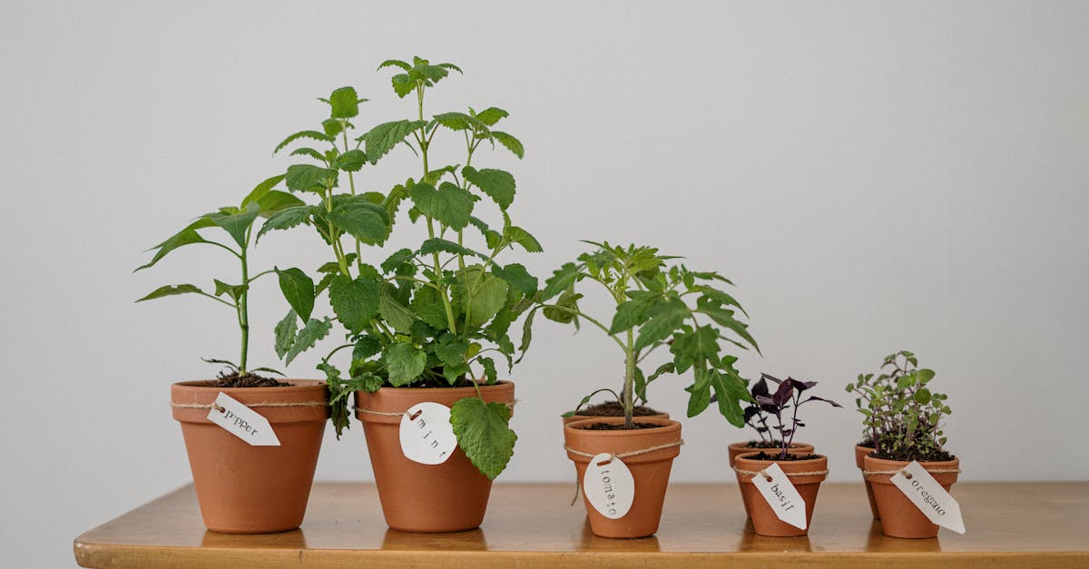 Projets environnementaux innovants pour un avenir durable