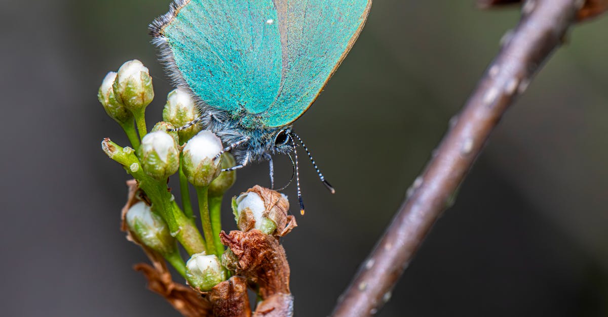 découvrez l'importance de la biodiversité pour notre planète. explorez les différentes espèces, leurs écosystèmes et comment préserver cette richesse naturelle essentielle à notre survie et à celle des générations futures.