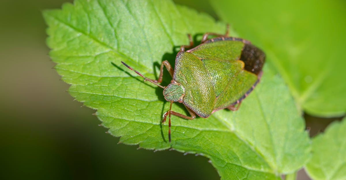 découvrez l'importance de la biodiversité pour notre planète. explorez les écosystèmes, les espèces menacées et les actions à entreprendre pour préserver la richesse naturelle de notre environnement.