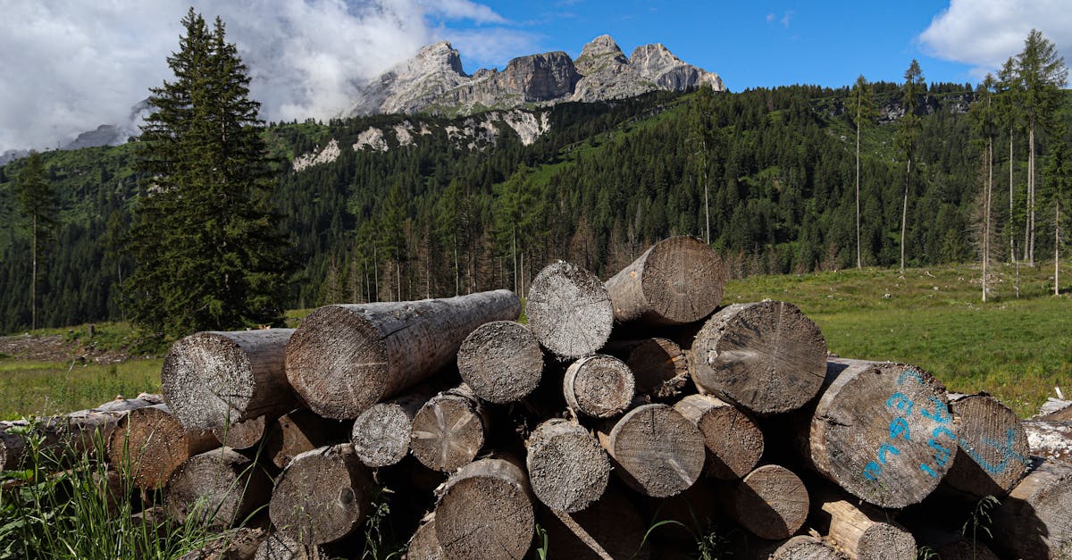 découvrez l'importance de la conservation pour préserver notre planète et ses ressources naturelles. explorez les méthodes, les enjeux et les initiatives qui contribuent à la sauvegarde de notre environnement.