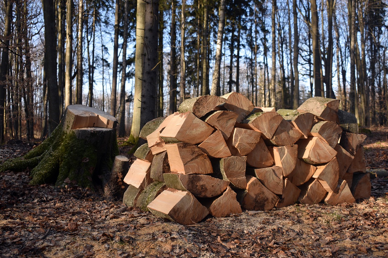 la déforestation est un phénomène alarmant qui entraîne la disparition tragique des forêts, entraîne une perte de biodiversité et contribue aux changements climatiques. découvrez les causes, les conséquences et les solutions pour préserver nos précieuses forêts.