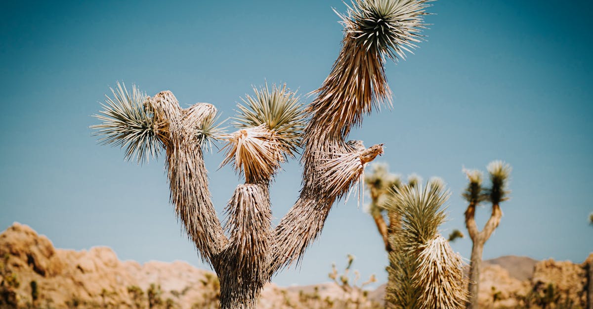 découvrez l'univers fascinant des écosystèmes, où chaque élément joue un rôle crucial dans l'équilibre de la nature. explorez les interconnexions entre les espèces, les habitats et les cycles biologiques qui soutiennent la vie sur terre.