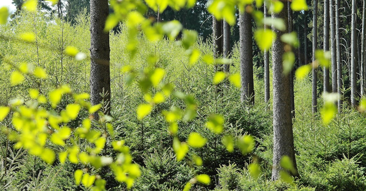 découvrez les enjeux cruciaux de la protection de l'environnement. explorez des solutions durables et des initiatives pour préserver notre planète et garantir un avenir meilleur pour les générations futures.