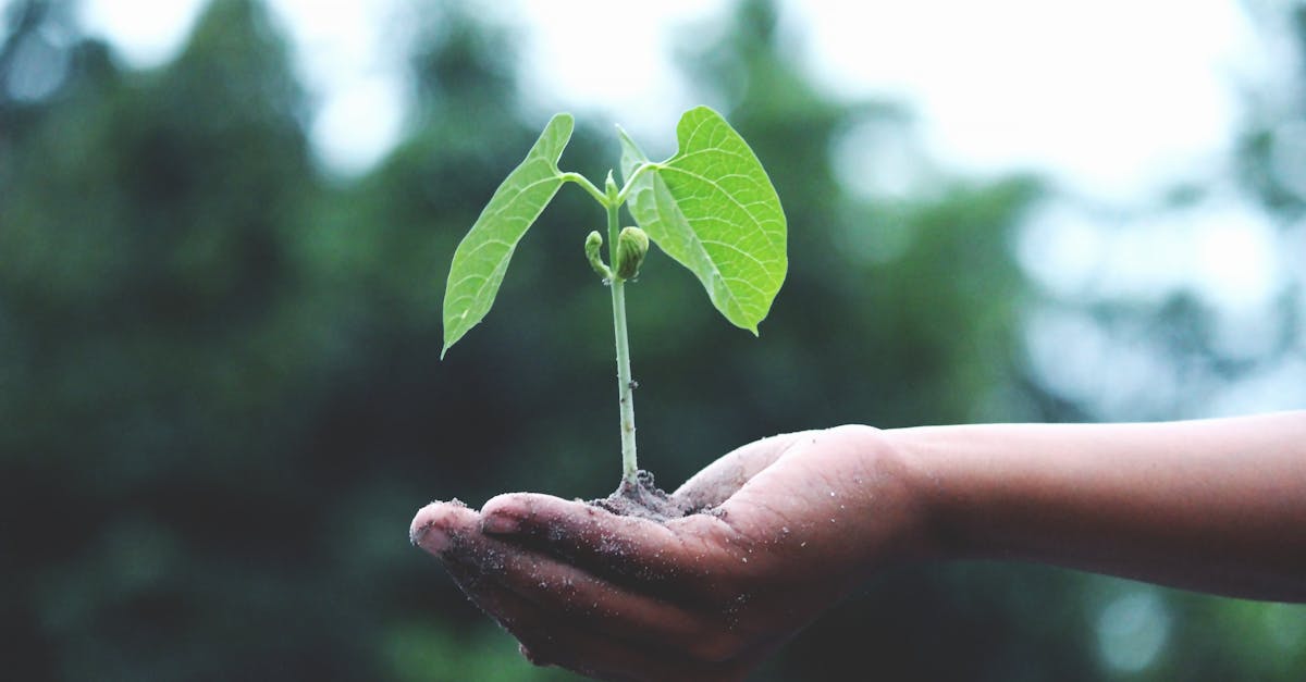 découvrez le concept de durabilité, une approche essentielle pour préserver notre planète. explorez les stratégies et les pratiques qui permettent de répondre aux besoins d'aujourd'hui sans compromettre ceux des générations futures.