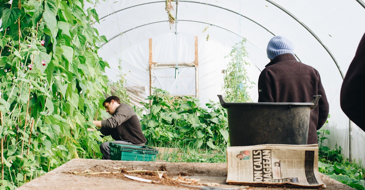 découvrez les principes de l'agriculture durable, une méthode innovante qui préserve l'environnement tout en assurant des récoltes viables. apprenez comment cette approche favorise la biodiversité, optimise l'utilisation des ressources et contribue à un avenir alimentaire responsable.