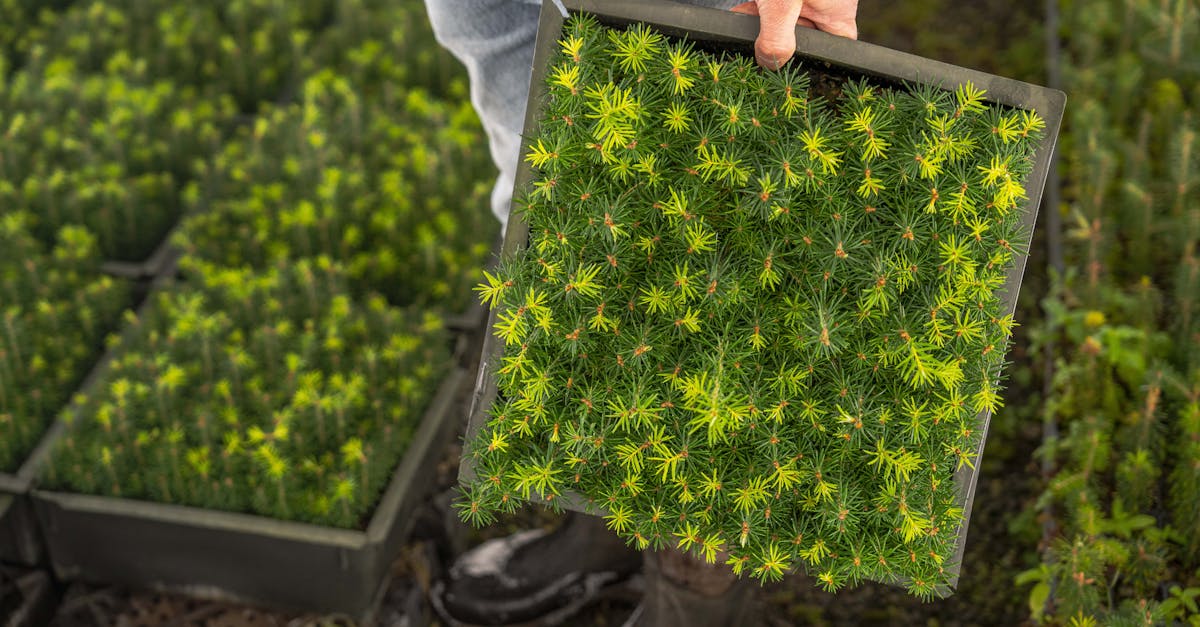 découvrez les pratiques de l'agriculture durable, une méthode respectueuse de l'environnement qui vise à produire des aliments tout en préservant les ressources naturelles. apprenez comment cette approche aide à réduire l'empreinte carbone, à protéger la biodiversité et à électrifier notre avenir alimentaire.