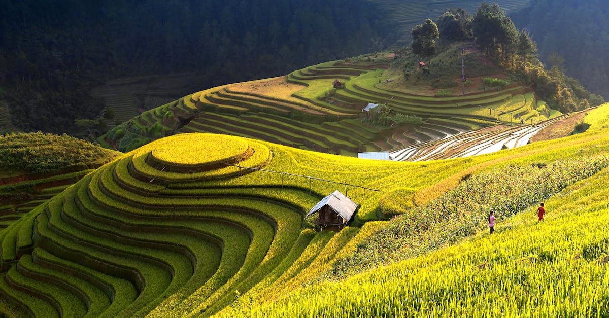 découvrez l'agriculture durable, une approche innovante qui préserve les ressources naturelles, favorise la biodiversité et garantit une production alimentaire responsable. apprenez comment cette pratique essentielle contribue à un avenir plus vert et à la sécurité alimentaire mondiale.