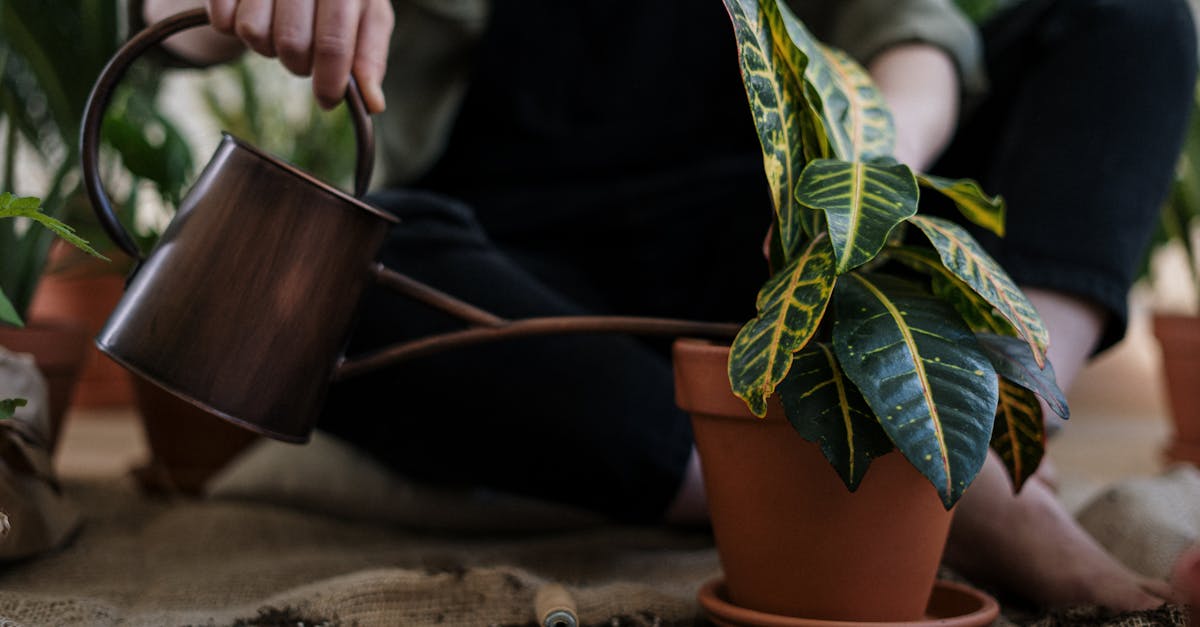 découvrez des conseils pratiques et des stratégies pour adopter un mode de vie durable. apprenez à réduire votre empreinte écologique, à consommer de manière responsable et à créer un environnement plus sain, pour vous et les générations futures.