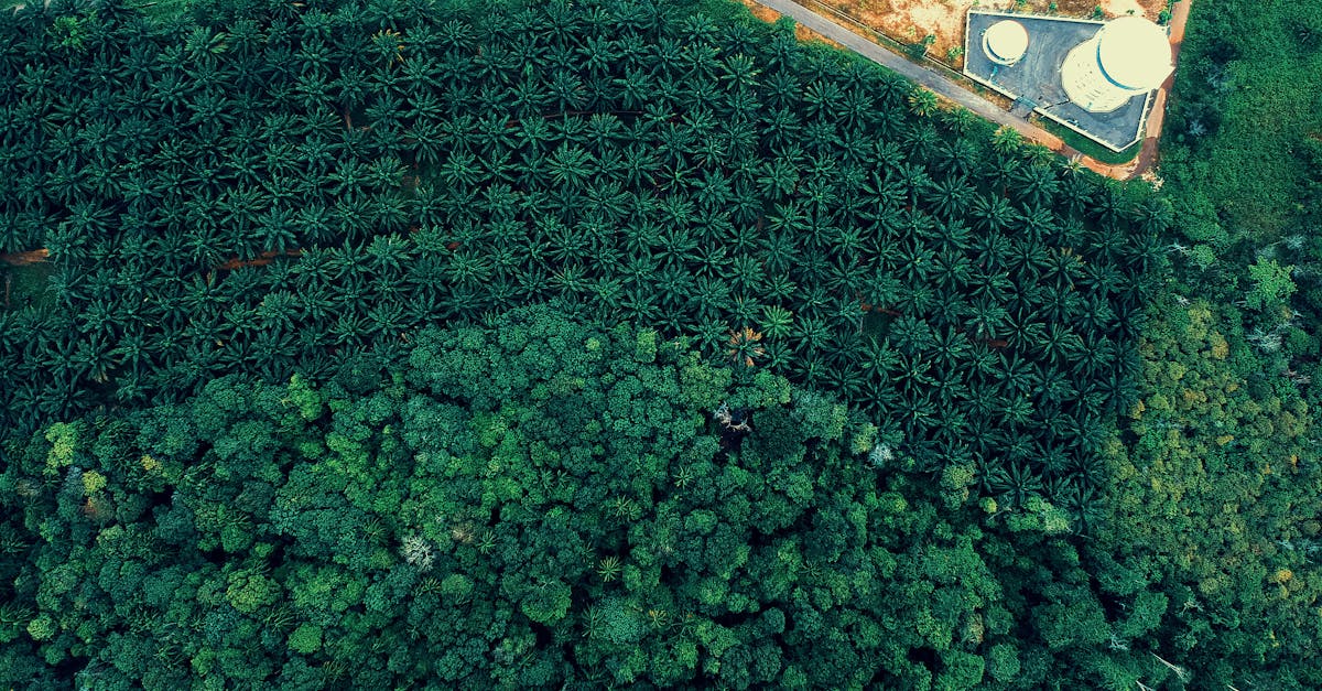 découvrez les enjeux et les solutions de la transition durable, un processus essentiel pour un avenir respectueux de l'environnement et économiquement viable. explorez les pratiques et les stratégies qui permettent de réduire notre empreinte écologique tout en favorisant le développement des sociétés.