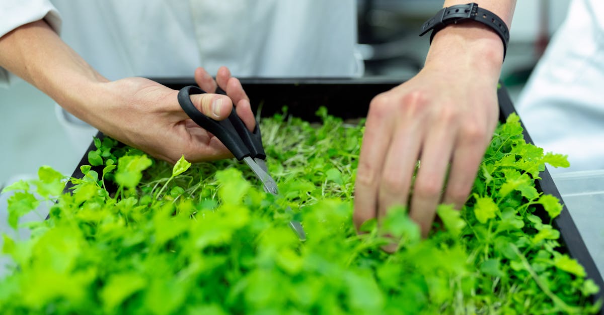 découvrez comment la durabilité transforme notre manière de vivre et de consommer. explorez des pratiques durables et des innovations écologiques pour un avenir meilleur, tout en préservant notre planète pour les générations à venir.
