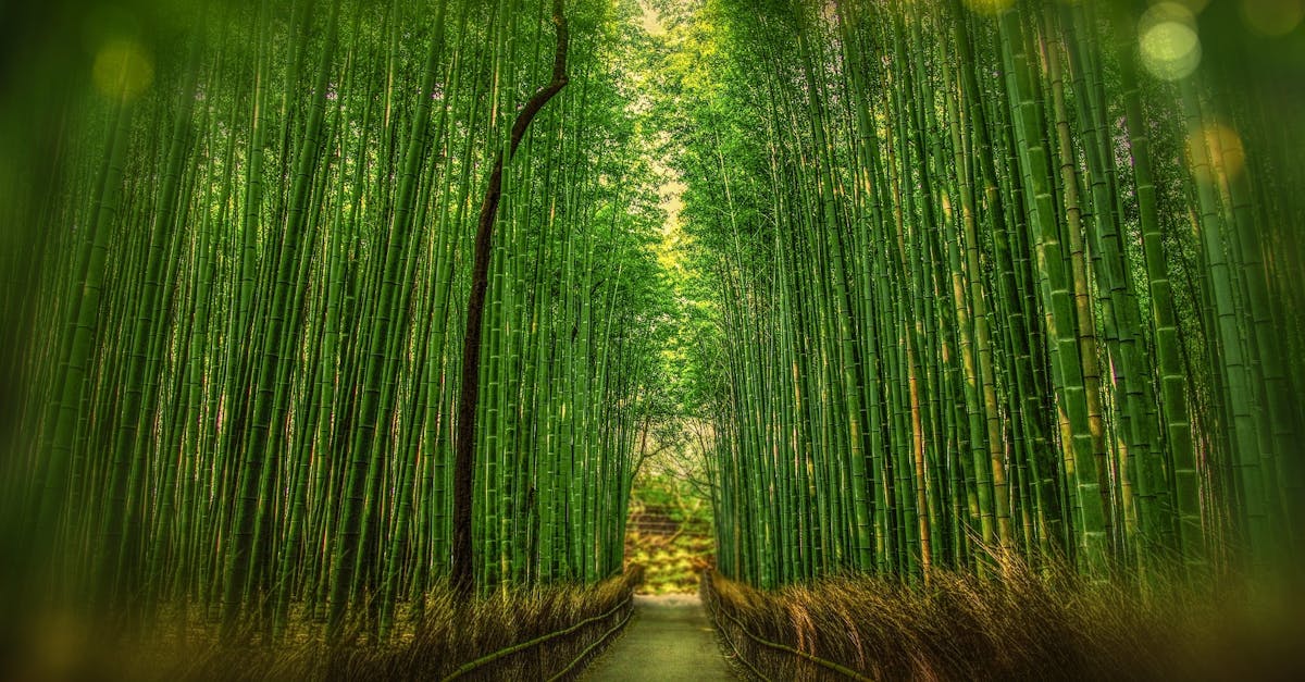 découvrez le green pathway, un projet innovant qui favorise les espaces verts et les déplacements durables, tout en sensibilisant à l'importance de l'environnement. rejoignez-nous pour une aventure écoresponsable au cœur de la nature.