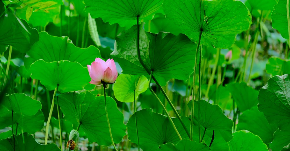 Protection de la biodiversité : un impératif pour notre avenir