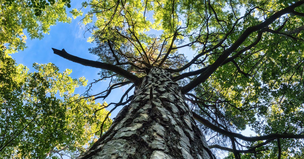 explorez la biodiversité, la richesse des espèces vivantes et des écosystèmes qui soutiennent notre planète. découvrez l'importance de la diversité biologique pour l'équilibre environnemental et les solutions pour la préserver.