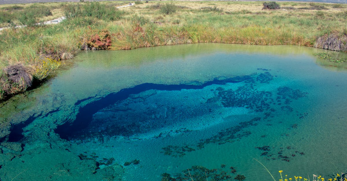 découvrez l'importance de la biodiversité pour notre planète. explorez les différentes espèces, écosystèmes et les menaces qui pèsent sur notre environnement. apprenez comment préserver la richesse de la vie et promouvoir un avenir durable.