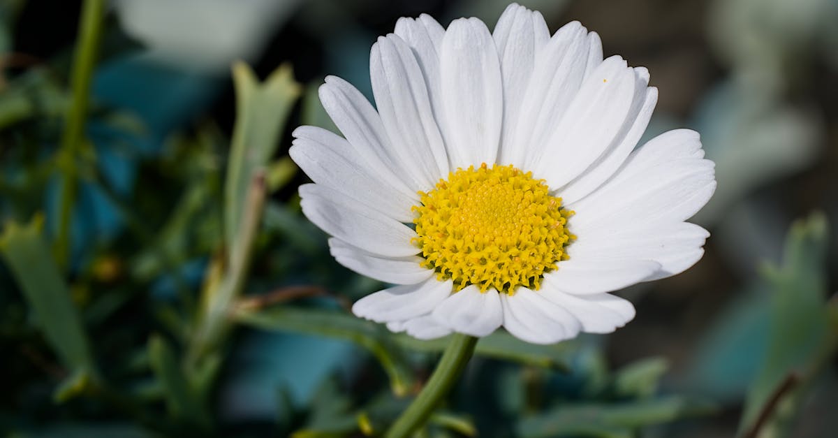 découvrez l'importance de la biodiversité pour notre planète. explorez les écosystèmes, la richesse des espèces et les actions à entreprendre pour préserver la vie sur terre. engagez-vous pour un avenir durable.