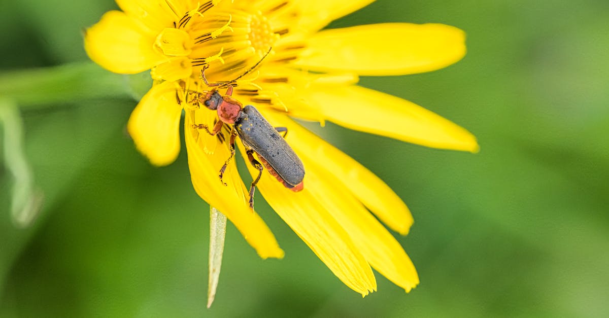 découvrez l'importance de la biodiversité pour notre planète, incluant la variété des espèces, les écosystèmes et les interactions vitales qui soutiennent la vie. explorez comment préserver cette richesse naturelle et les enjeux liés à la conservation.