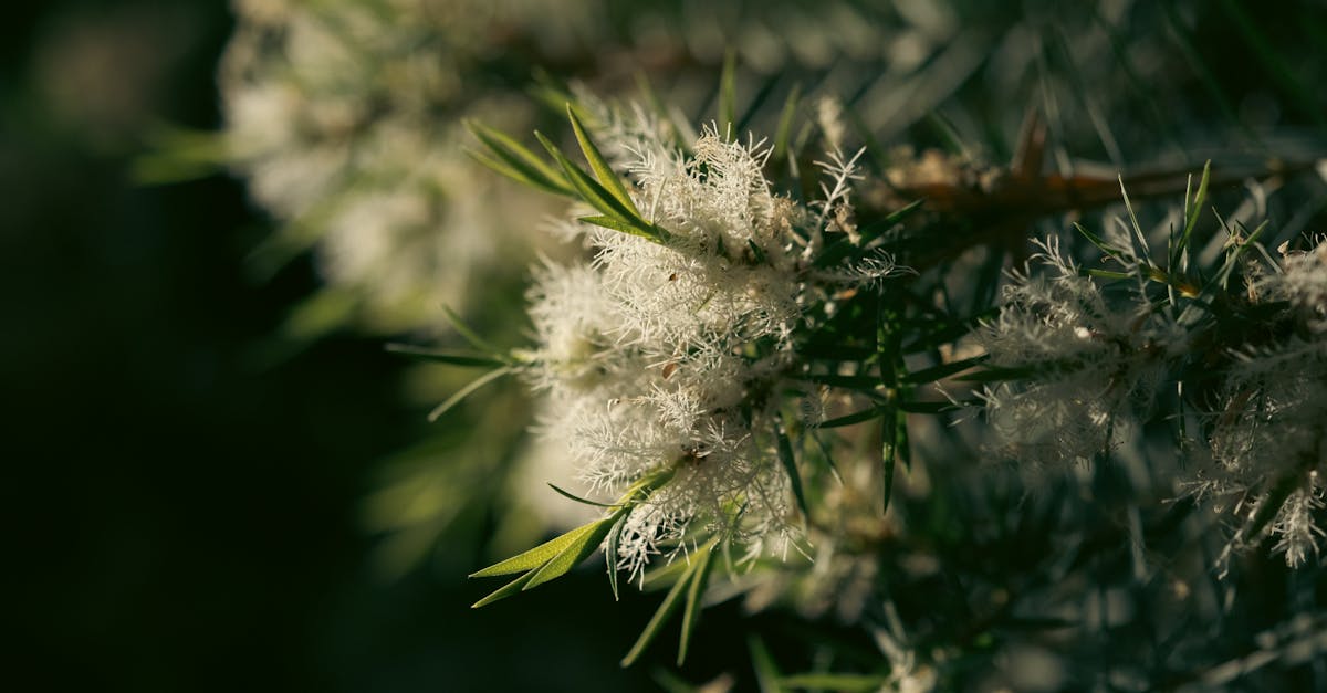 découvrez le concept de la juridiction écologique, une approche qui vise à protéger l'environnement à travers des lois et réglementations spécifiques. explorez comment cette notion impacte la gestion des ressources naturelles et contribue à la durabilité de notre planète.