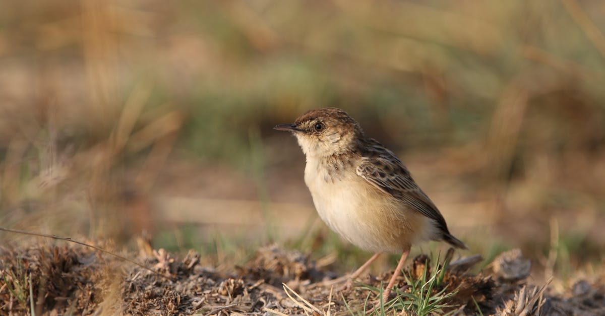 découvrez comment la juridiction écologique façonne notre relation avec l'environnement, en régulant l'utilisation des ressources naturelles et en protégeant la biodiversité. un aperçu des principes clés et des enjeux contemporains liés à la justice environnementale.