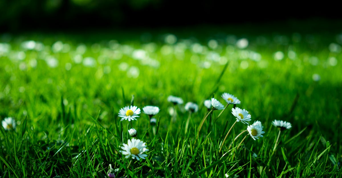 découvrez l'univers du style de vie écoresponsable avec 'green'. plongez dans des conseils pratiques, des produits durables et des idées inspirantes pour un quotidien plus respectueux de l'environnement. transformez votre manière de vivre en adoptant des choix plus verts et contribuez à un avenir meilleur.