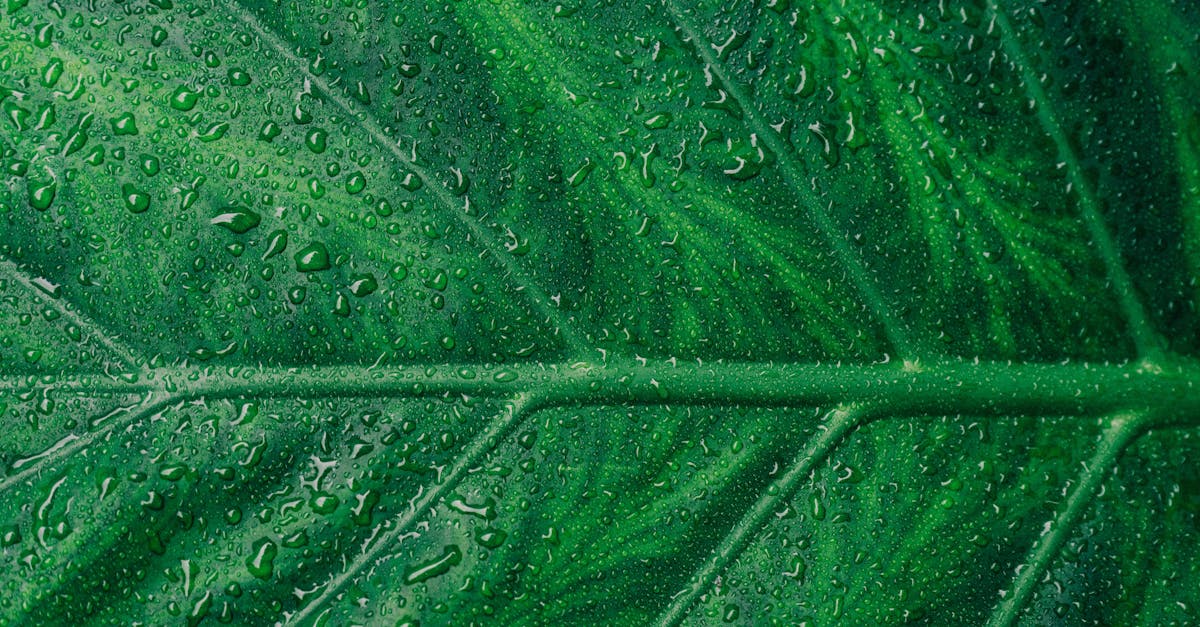 découvrez un monde durable et respectueux de l'environnement avec green. explorez nos solutions écologiques, des produits bio aux conseils écoresponsables, pour un mode de vie plus vert et en harmonie avec la nature.
