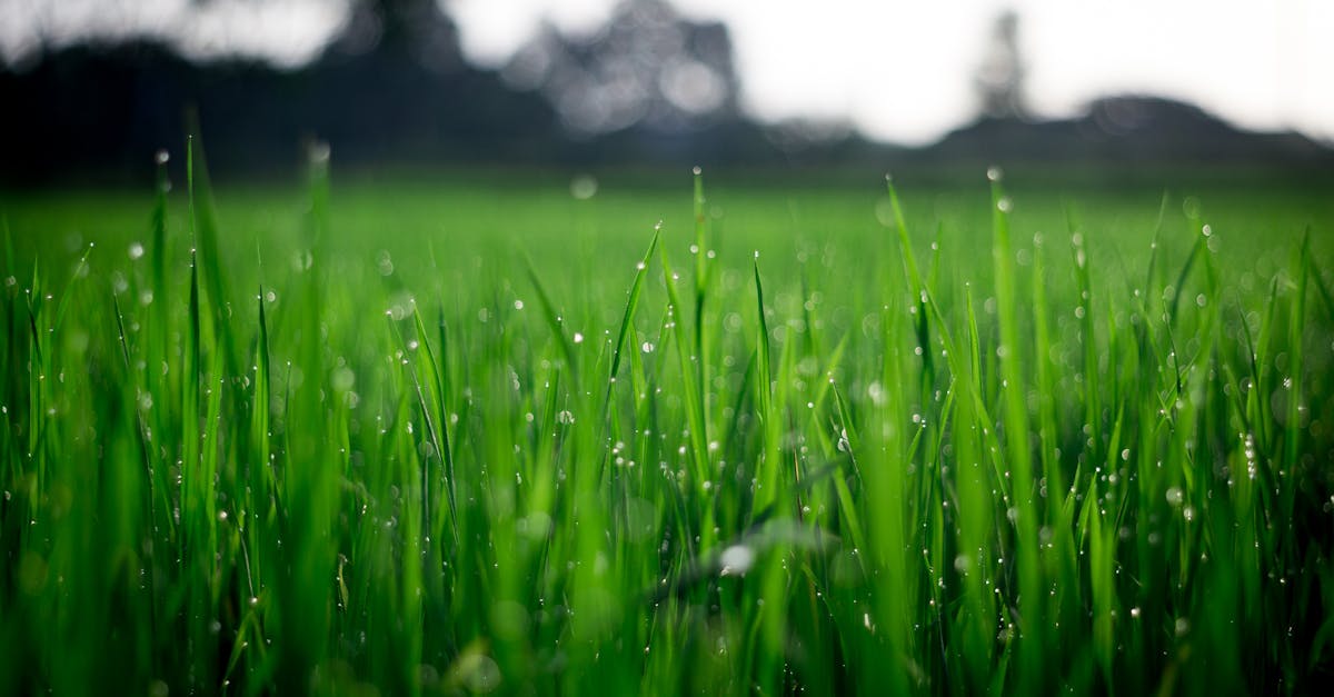 découvrez l'univers de green : un espace dédié à la durabilité, aux innovations écologiques et aux conseils pour un mode de vie respectueux de l'environnement. rejoignez le mouvement vers un futur plus vert et écoresponsable.