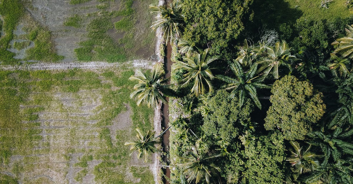 Gestion durable des forêts pour un avenir plus vert et sain