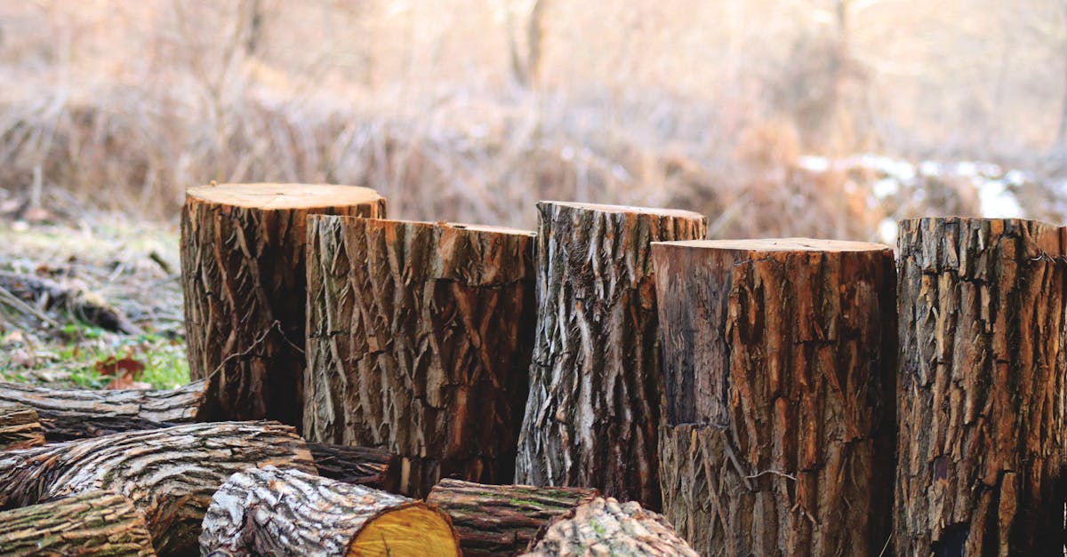 découvrez les enjeux cruciaux de la déforestation, ses impacts sur l'environnement, la biodiversité et le climat, ainsi que les solutions durables pour protéger nos forêts et préserver notre planète.