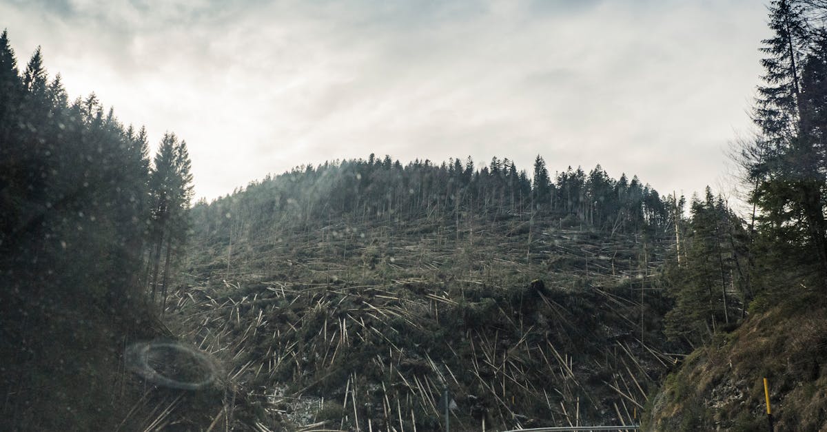 découvrez les impacts de la déforestation sur l'environnement et la biodiversité, ainsi que des solutions pour préserver nos forêts et lutter contre le changement climatique.