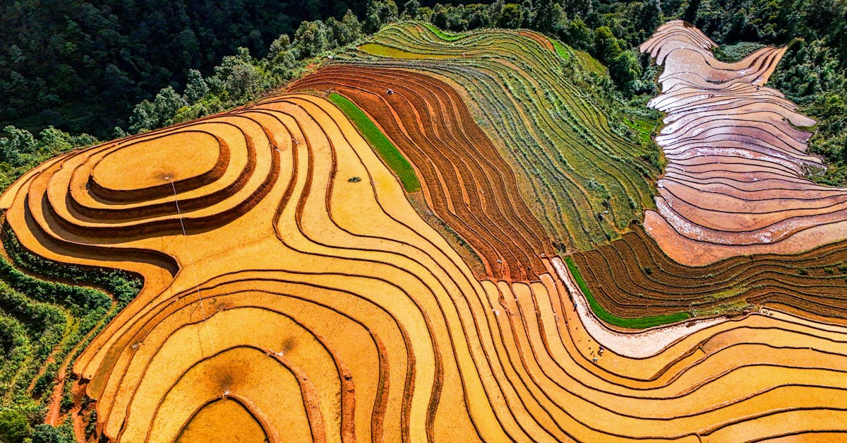 découvrez comment l'agriculture durable transforme nos pratiques agricoles pour préserver l'environnement tout en garantissant la sécurité alimentaire. apprenez les techniques écoresponsables et les innovations qui favorisent un avenir agricole durable.
