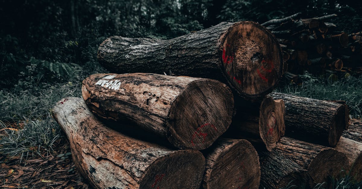 découvrez les pratiques de gestion forestière durable qui préservent nos forêts tout en répondant aux besoins économiques et sociaux. apprenez comment des méthodes respectueuses de l'environnement favorisent la biodiversité et garantissent la durabilité des ressources naturelles.