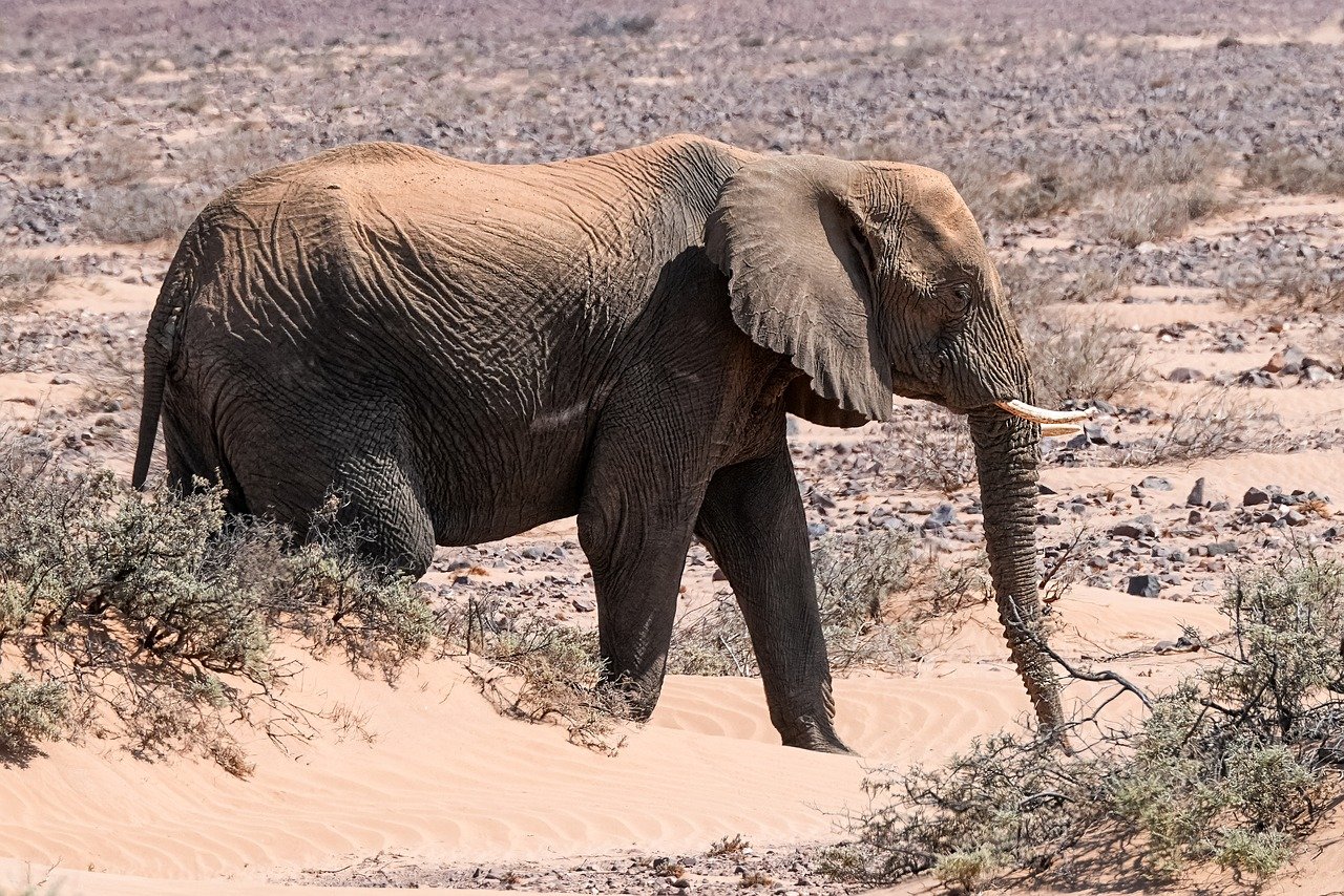 découvrez l'écologie : les principes, enjeux et solutions pour préserver la planète, protéger la biodiversité et adopter un mode de vie durable au quotidien.