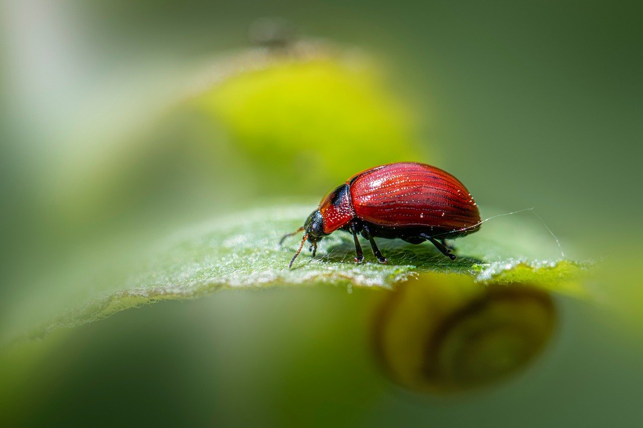 découvrez l'écologie : les principes, enjeux et solutions pour préserver notre environnement. apprenez comment agir au quotidien pour un avenir plus durable.