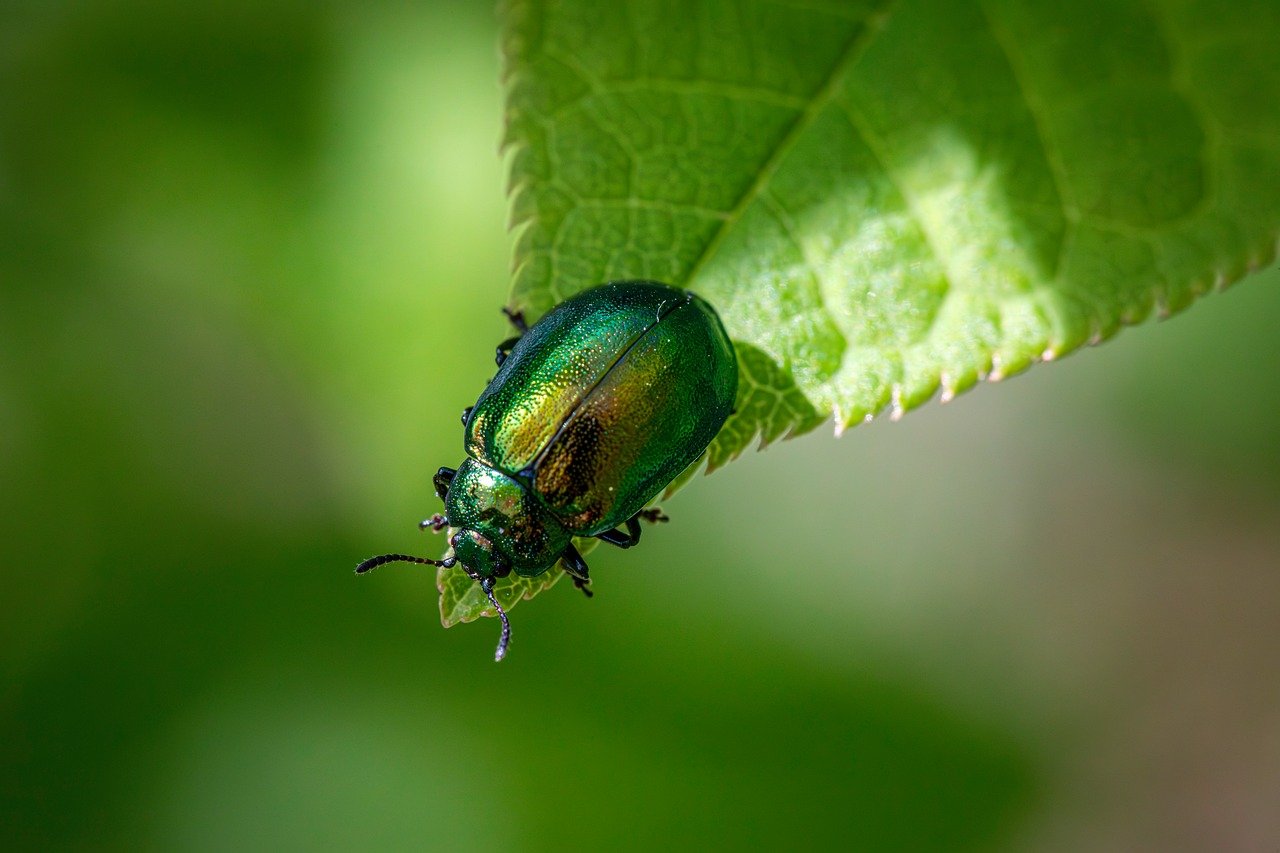 découvrez l'écologie : principes, enjeux et solutions pour protéger notre planète, préserver la biodiversité et adopter des gestes écoresponsables au quotidien.