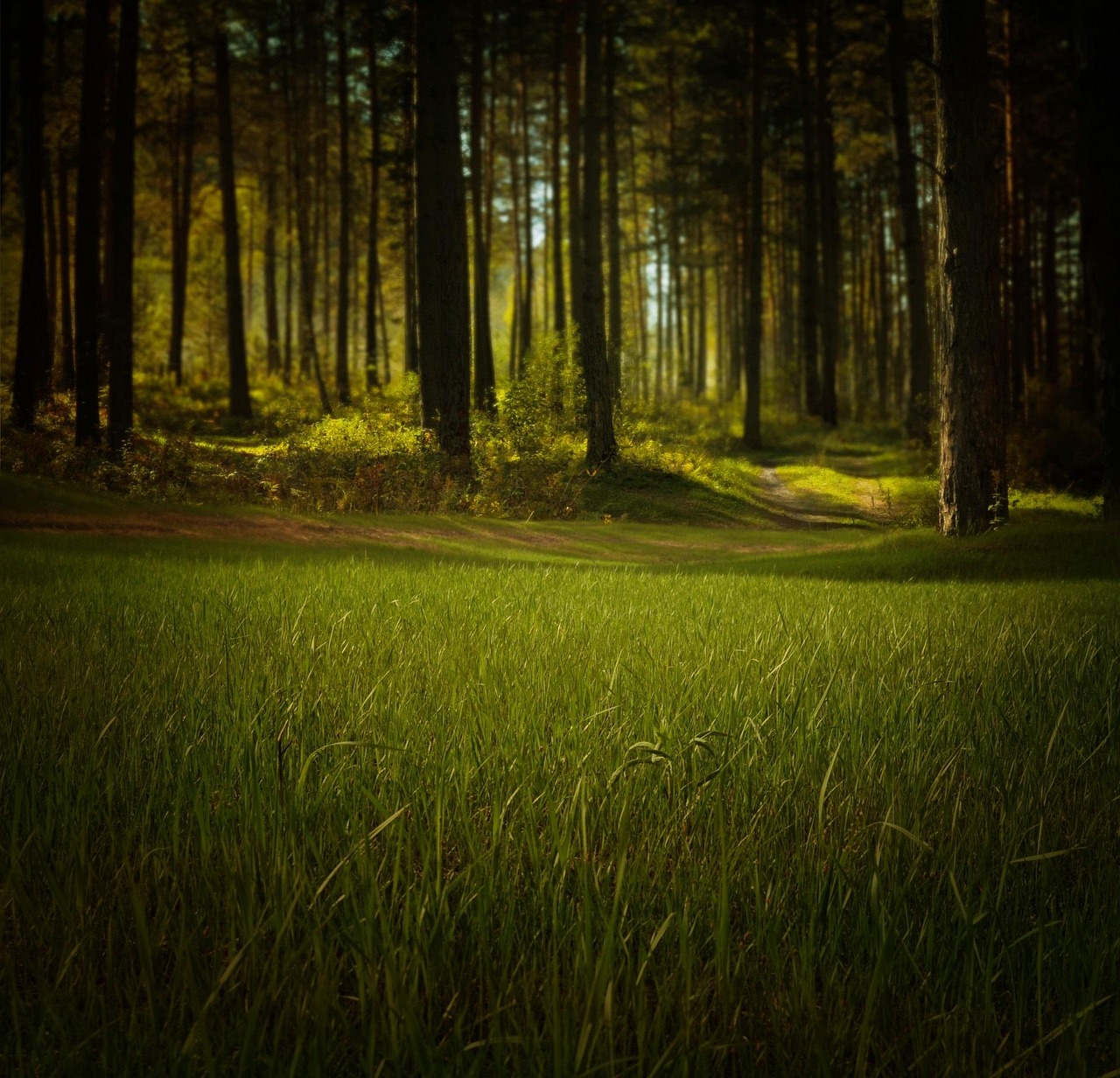 découvrez les dernières actualités, conseils et solutions pour préserver l'environnement : écologie, développement durable, gestes quotidiens et innovations vertes. agissez pour la planète dès aujourd'hui !