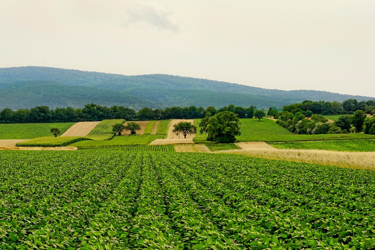 découvrez les bases de l'agriculture, ses techniques modernes et son importance dans l'alimentation et le développement durable. comprenez les enjeux actuels et les innovations du secteur agricole.