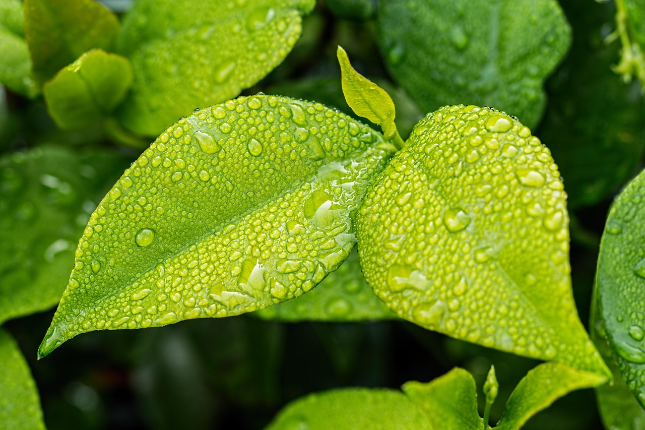 découvrez l'écologie : son importance, ses enjeux actuels et des conseils pratiques pour protéger notre environnement au quotidien et bâtir un avenir durable.